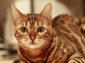 A Cat Owner's Guide to Spaying & Neutering
