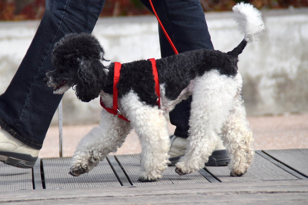 How to Choose the Best Dog Leash and Collar for Your Pet