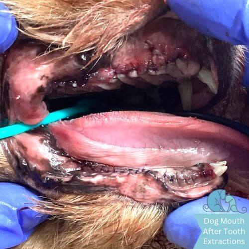 Dog Tooth Extraction