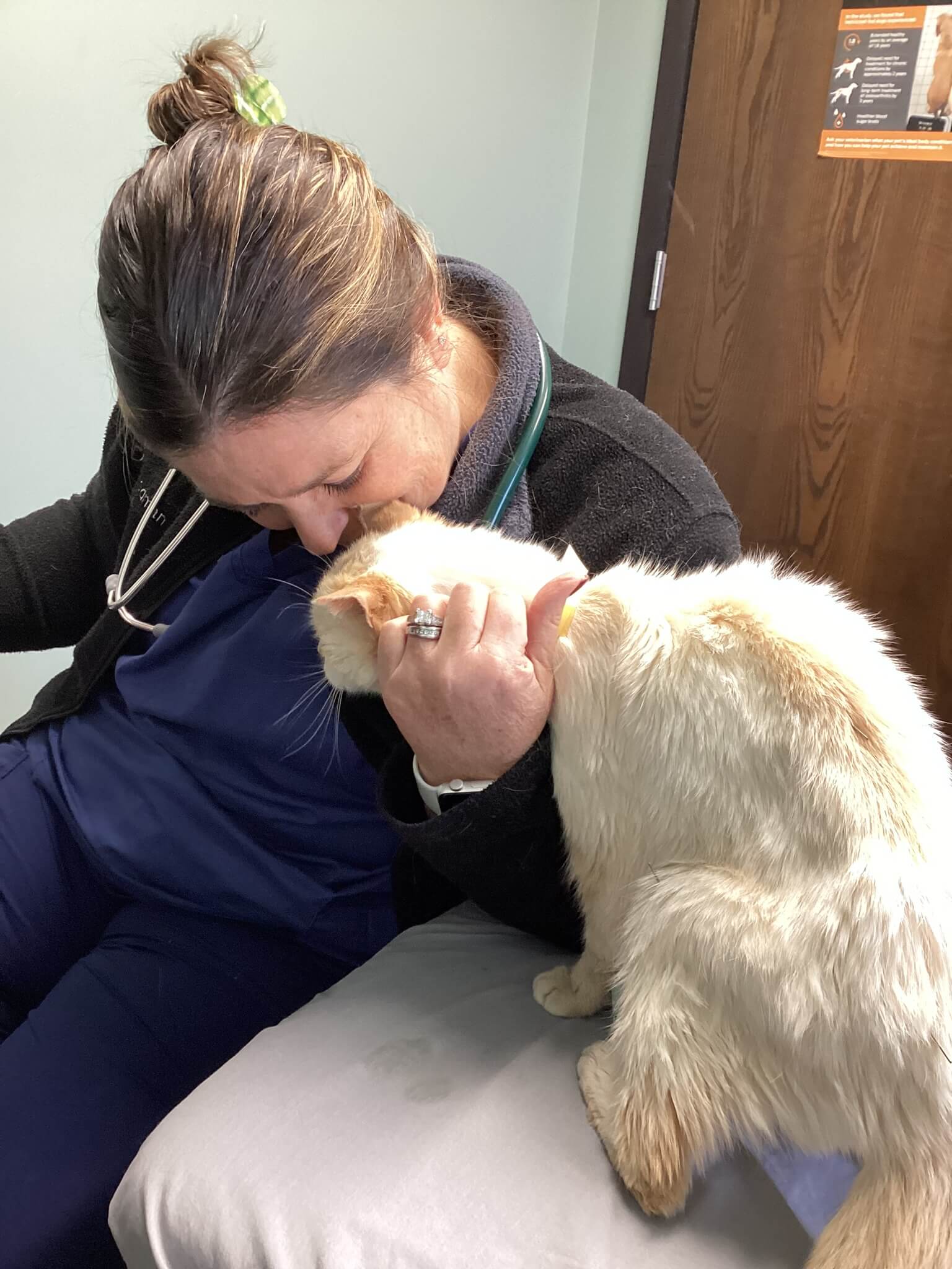 Cat Ultrasound 3