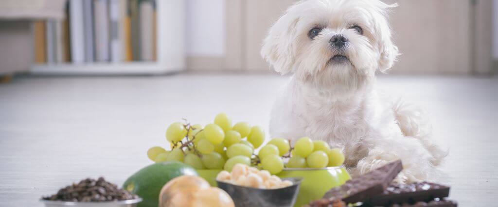 9 Human Foods That Are Toxic to Pets (And Their Healthy Alternatives!)