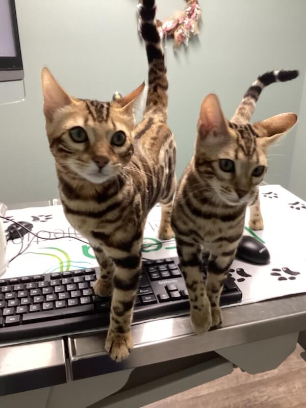 Kitten Care EBA