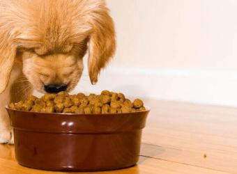 Understanding Your Dog’s Nutritional Needs for Different Life Stages