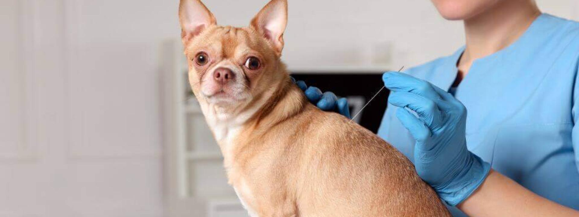 Chihuahua mix getting acupuncture