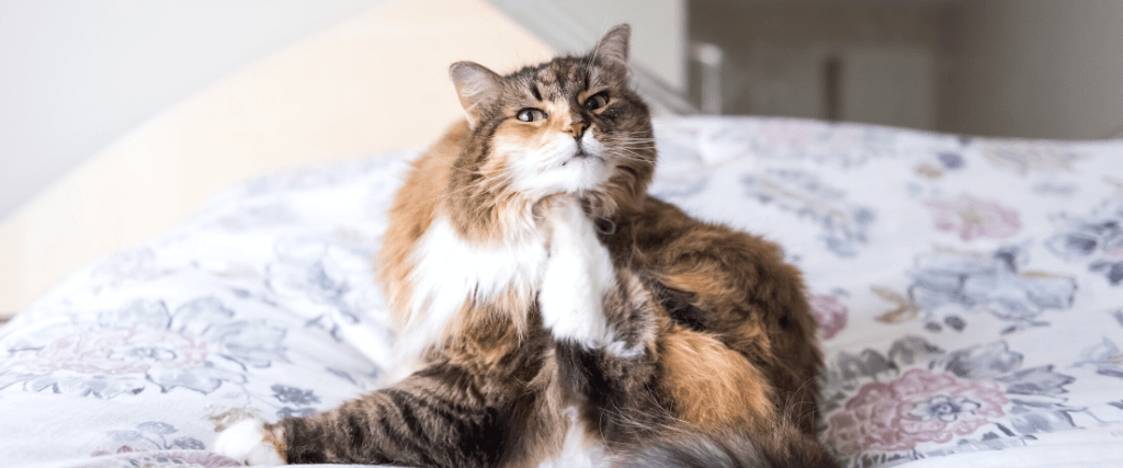 My Cat Can't Stop Itching! The Truth About Cat Allergies