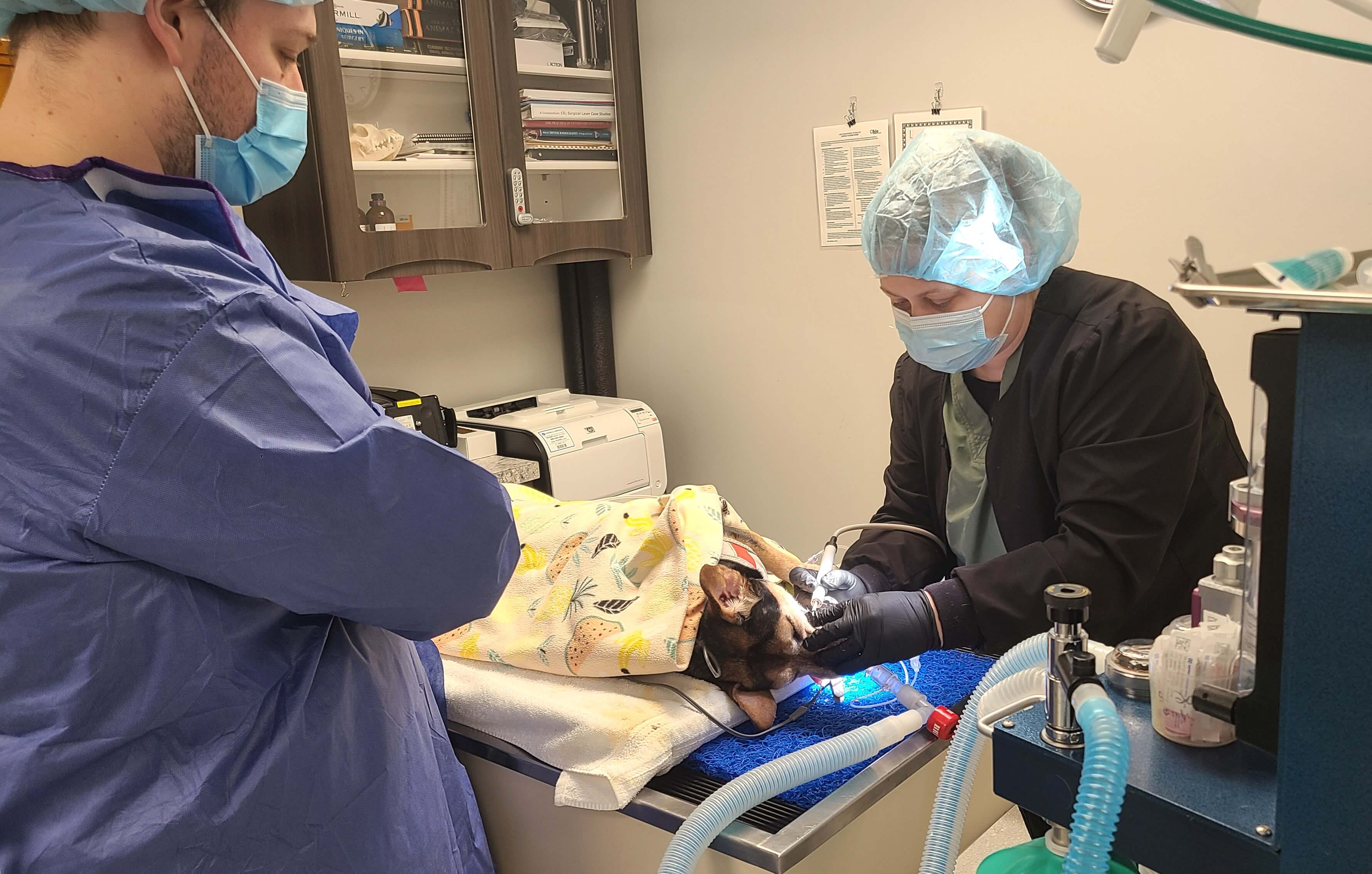 The Crucial Role of Anesthesia in Veterinary Dental Care